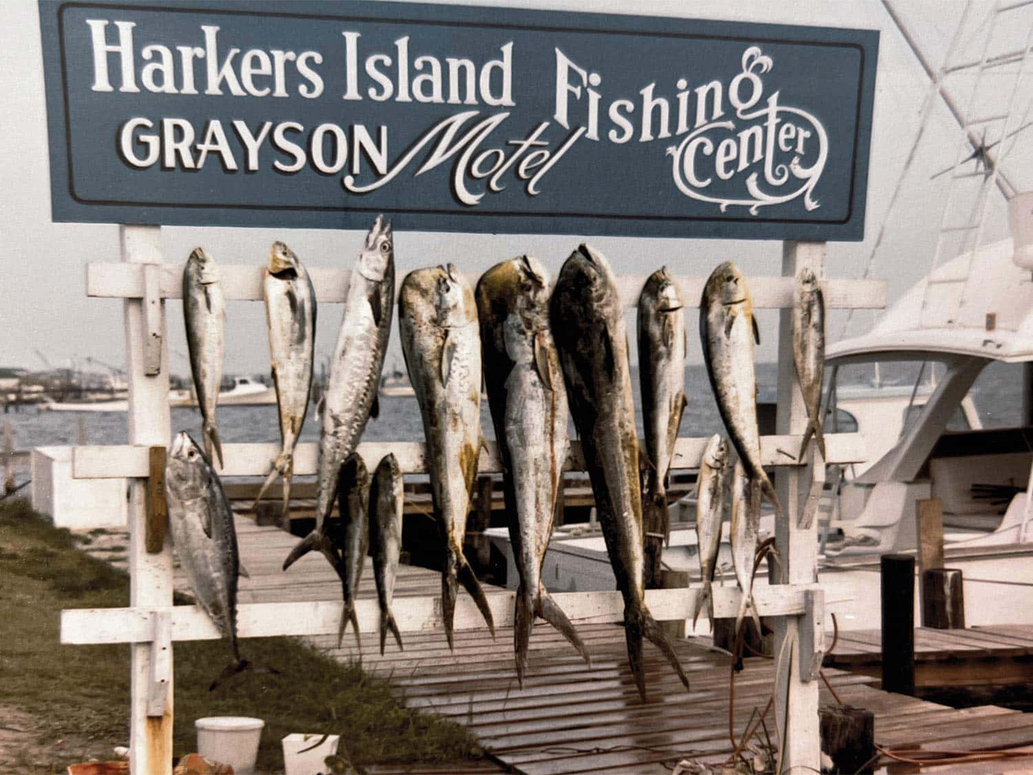 A day’s charter catch out of the newly renamed Harkers Island Fishing Center on Starflite.
